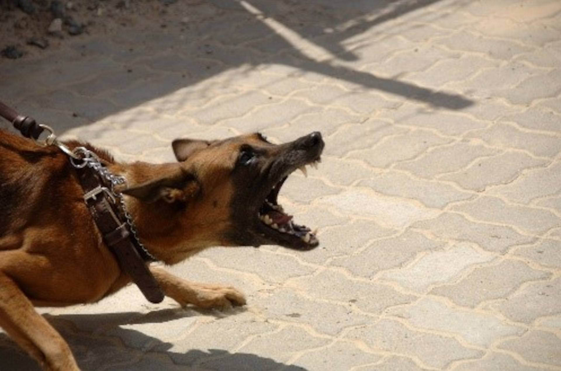 Hundebegegnung / Leinenpöbeln