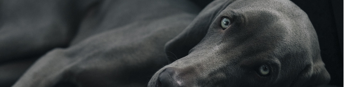 Ein schwarzer Hund liegt auf der Seite und schaut in die Kamera